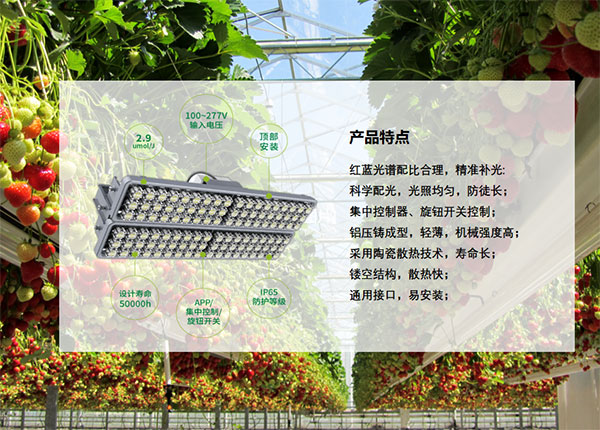 动物发展照明