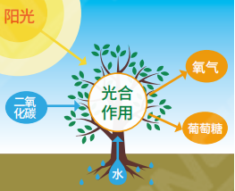 动物发展灯