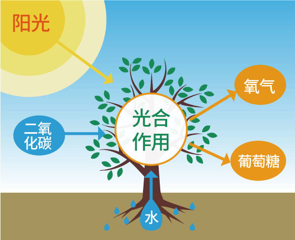 光合感化