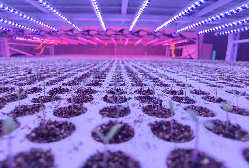 捷报,上海三思,斩获三项行业大奖,引领,LED,数智农业,立异潮水​